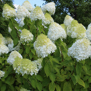 Hydrangea paniculata 'LimeLight’ Tree -