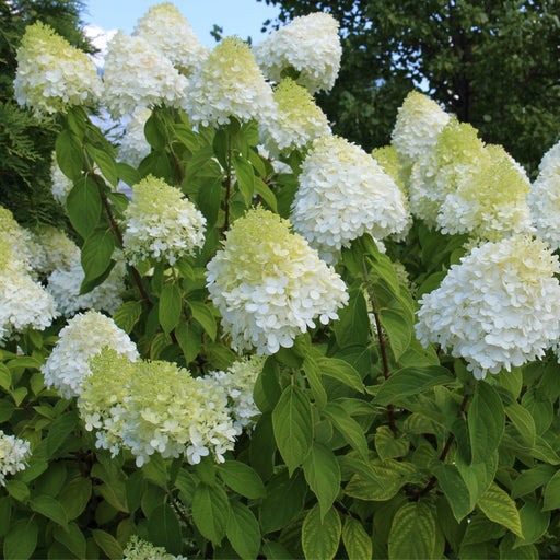 Hydrangea paniculata 'LimeLight’ Tree 65L 170-190cm -