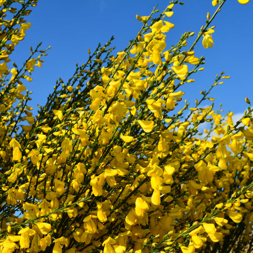 Cytisus x praecox 'Allgold' 2L -