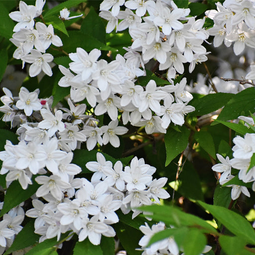 Deutzia gracilis 1L/2L -