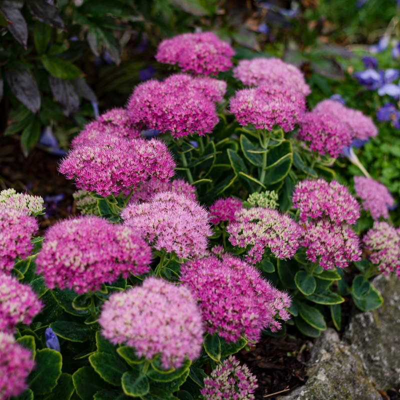 Spiraea japonica 'Little Princess' 9cm / 2L -
