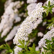 Spiraea japonica 'Snowmound' 1L -