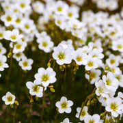 Saxifraga 'Pixie White' 2L -