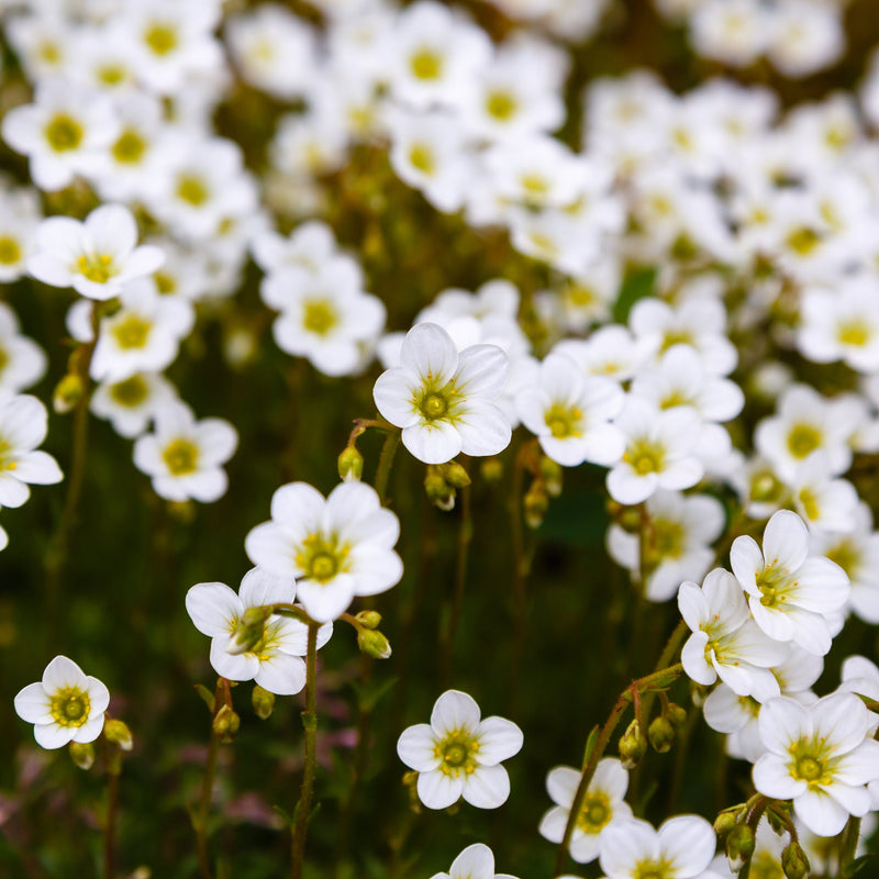 Saxifraga 'Pixie White' 2L -
