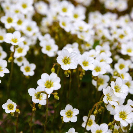 Saxifraga 'Pixie White' 2L -