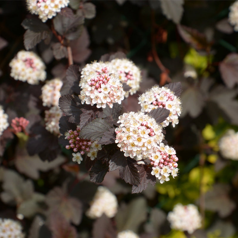 Physocarpus opulifolius 'Red Baron' 1L -