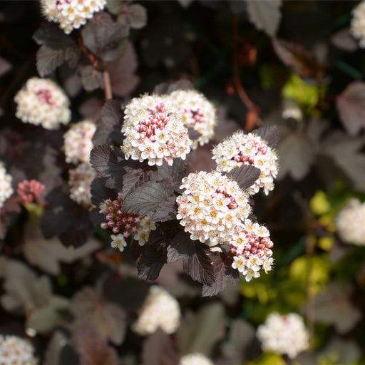 Physocarpus opulifolius 'Red Baron' 1L -