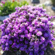 Rhododendron 'Azurika' 2L -