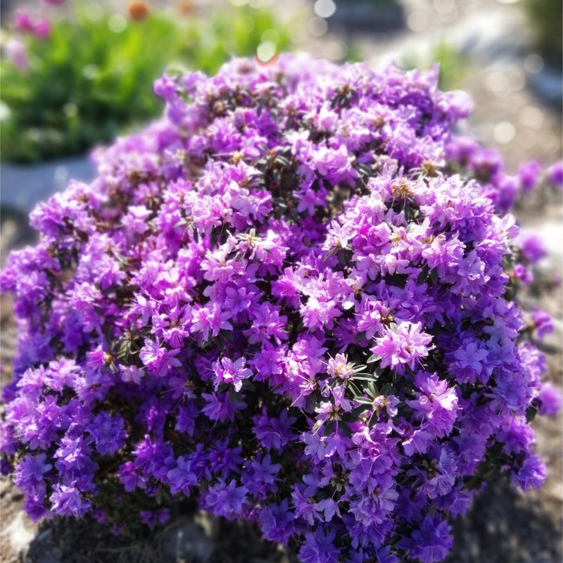 Rhododendron 'Azurika' 2L -