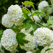 Viburnum opulus 'Roseum' (Snowball) 9cm / 2L / 5L -