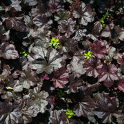 Heuchera 'Black Sea' 1.5L -