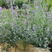 Nepeta Six Hills Giant 9cm/11cm/2L -