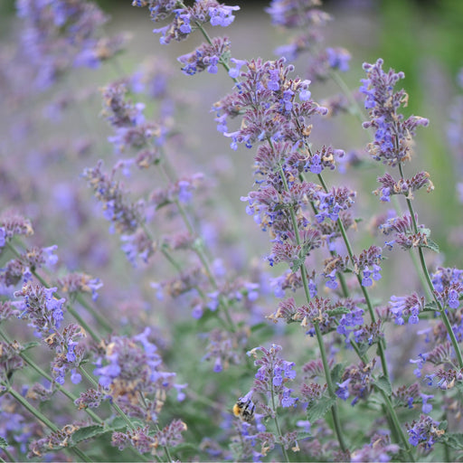 Nepeta Six Hills Giant 9cm/11cm/2L -