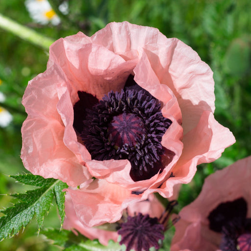 Papaver - Coral Reef Poppy 1L -