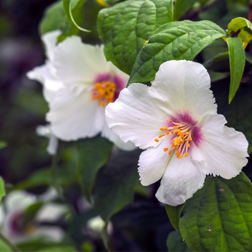 Philadelphus 'Belle Etoile' 9cm/ 1L / 2L / 4L -