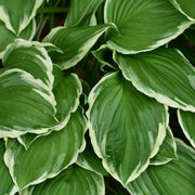 Hosta 'Francee' (fortunei) 9cm/2L -