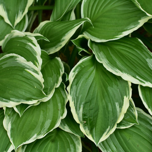 Hosta 'Francee' (fortunei) 9cm/2L -