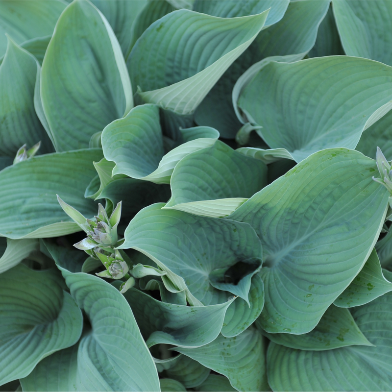 Hosta 'Blue Angel' 9cm/2L -
