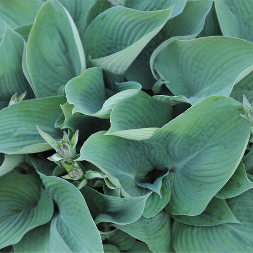 Hosta 'Blue Angel' 9cm/2L -