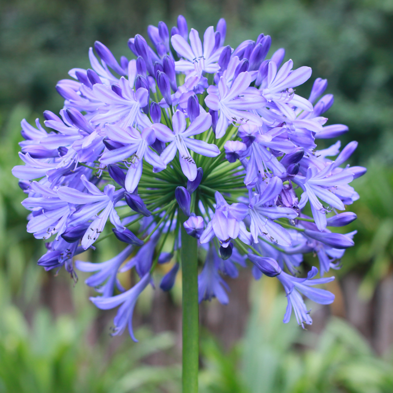Agapanthus 'Summer Love' 2L -