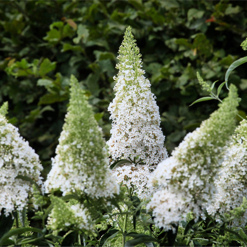 Buddleja davidii 'Manho White’ 1L / 2L -