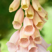 Digitalis purpurea 'Dalmatian Peach' (Foxglove) 9cm/3L -