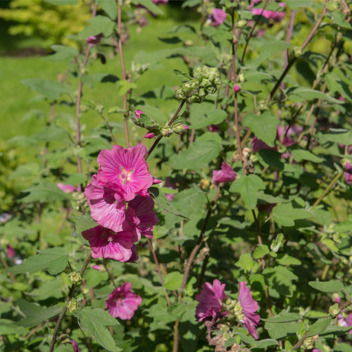 Lavatera 'Burgundy Wine' 2L -