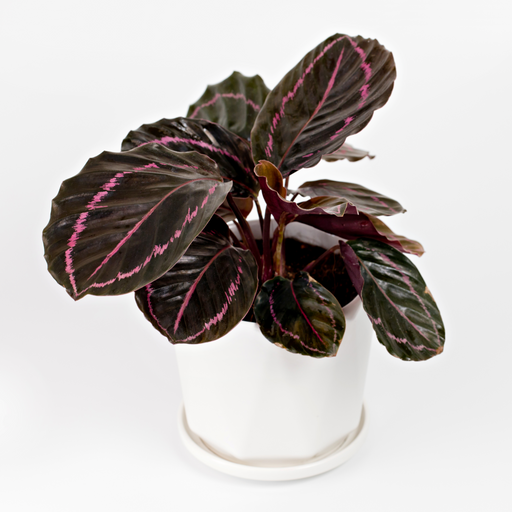 Calathea roseopicta Surprise Star 50cm -