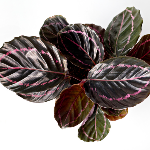 Calathea roseopicta Surprise Star 50cm -