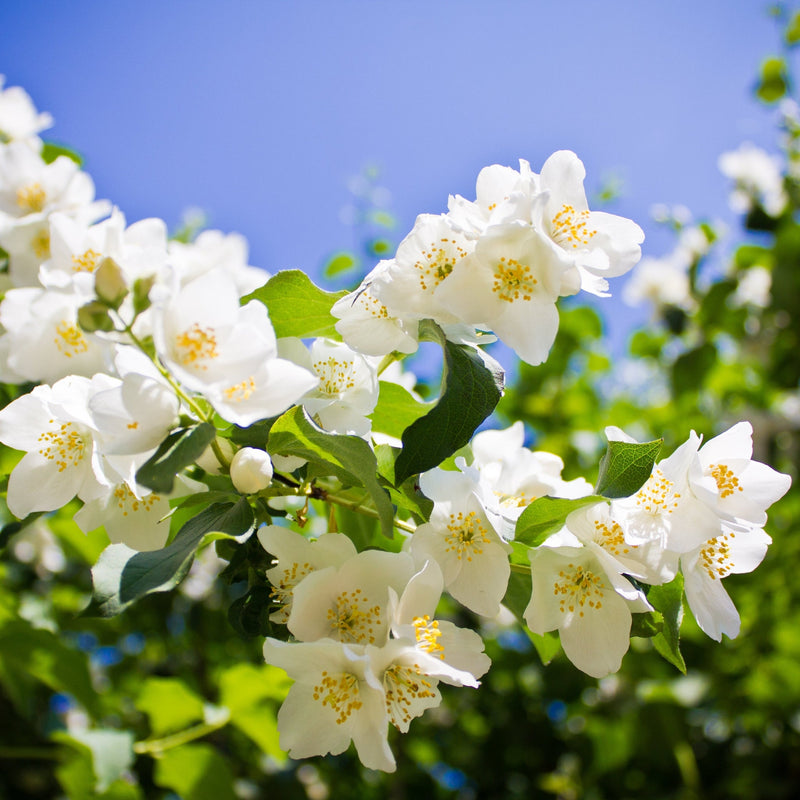 Philadelphus 'Lemoinei' Mock Orange 2L -