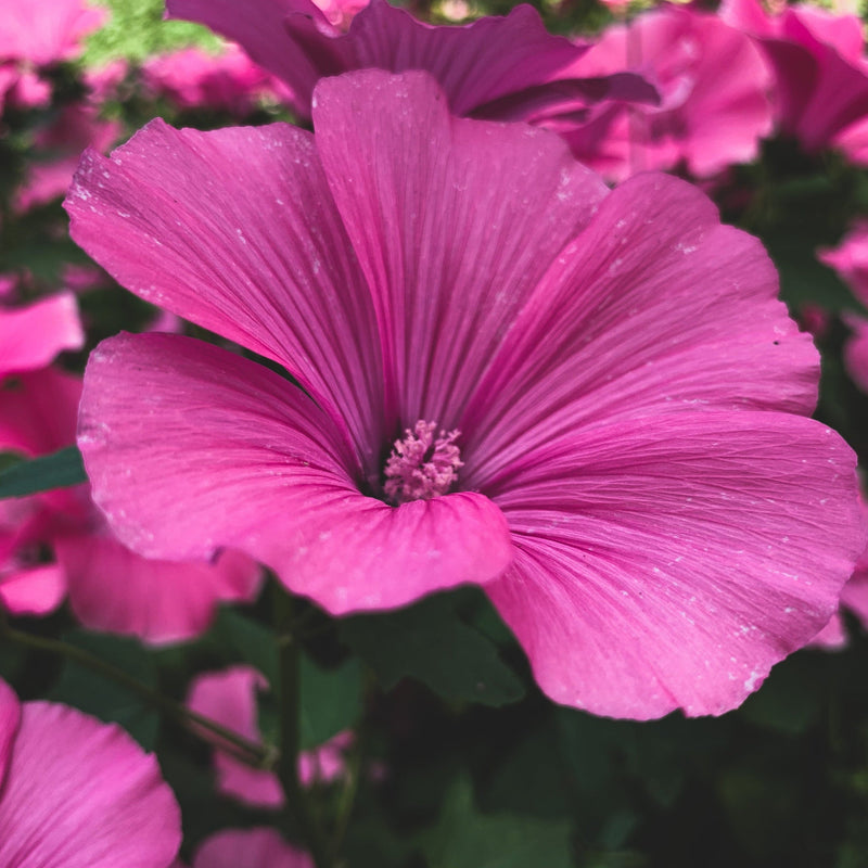 Lavatera 'Bredon Springs' 2L -