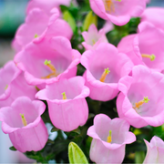 Campanula medium Rose - Canterbury bells 1L -