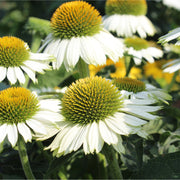 Echinacea purpurea 'PowWow' White 1.5L -