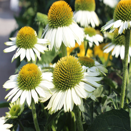 Echinacea 'Pow Wow White' 9cm Pot -