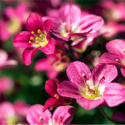 Saxifraga 'Peter Pan' 2L -