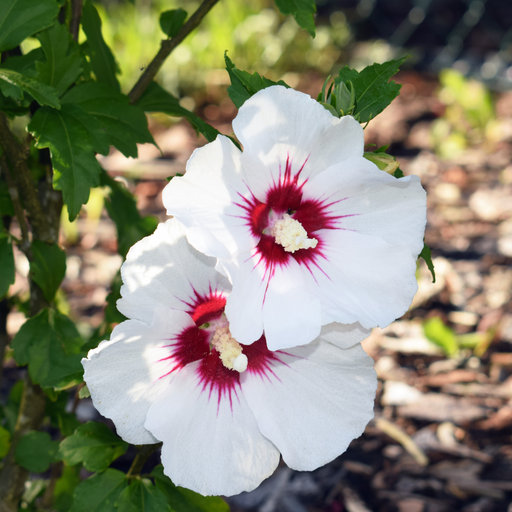 Hibiscus syriacus 'Red Heart' 2L -