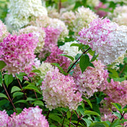 Hydrangea paniculata 'Vanille Fraise' 9cm / 2L / 3L -