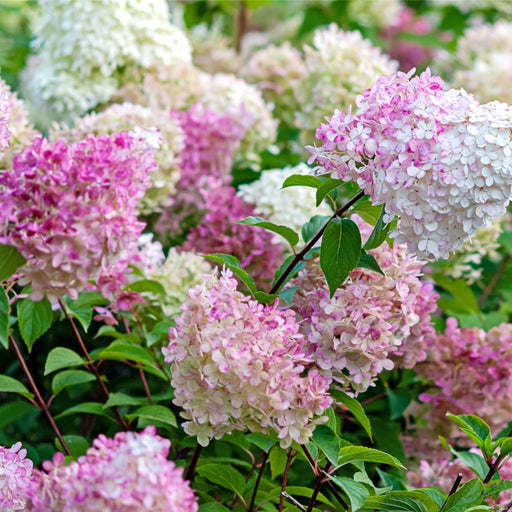 Hydrangea paniculata 'Vanille Fraise' 9cm / 2L / 3L -