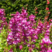 Penstemon hartwegii 'Rose' 1L -