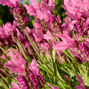 Lavender stoechas 'Javelin Rose' 9cm -