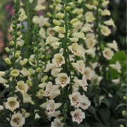 Digitalis purpurea Cream | (Foxglove) 1.5L -