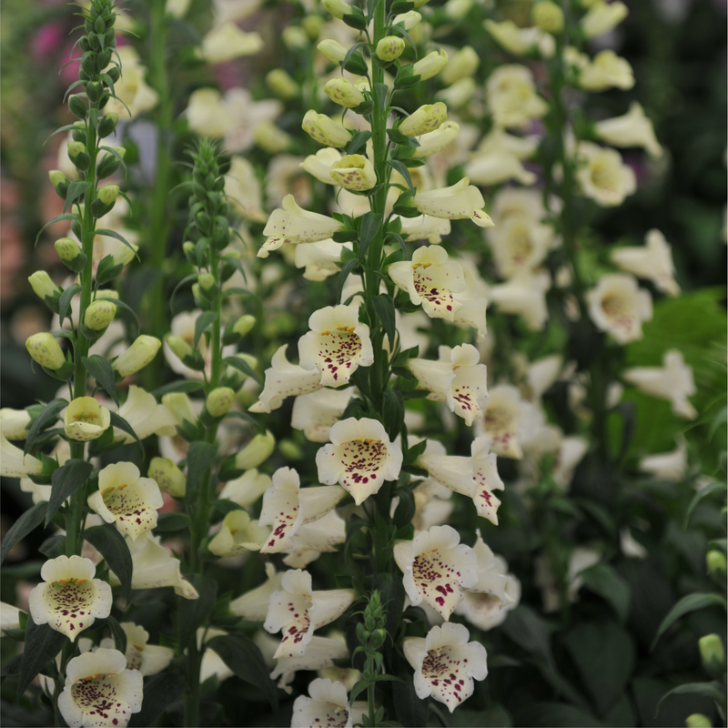 Digitalis purpurea Cream | (Foxglove) 1.5L -