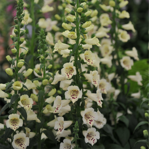 Digitalis purpurea Cream | (Foxglove) 1.5L -