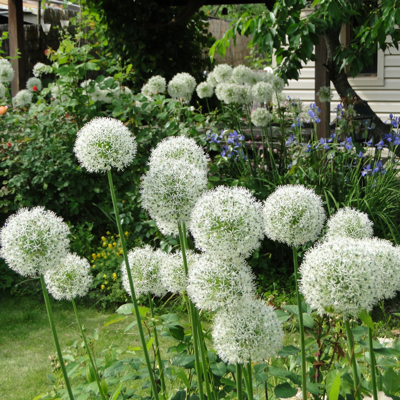 Allium 'Mount Everest' 2L -