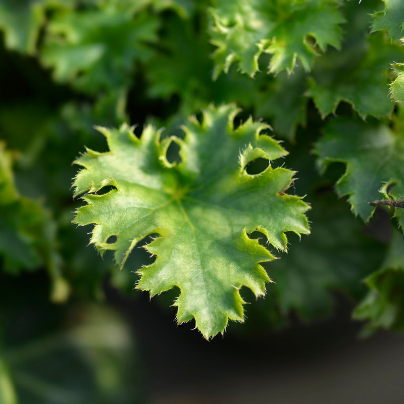 Heuchera 'Apple Crisp' 2L -