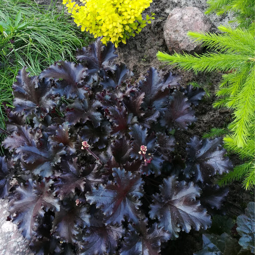 Heuchera 'Black Sea' 1.5L -