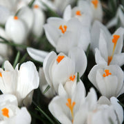 Crocus Ard Schenk (10 Bulbs) -