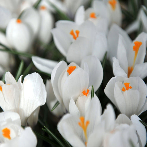 Crocus Ard Schenk (10 Bulbs) -