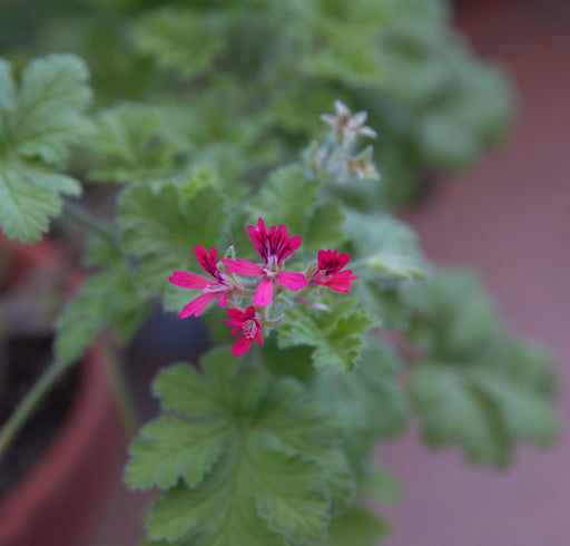 Scented Pelargonium (Scented Geranium) 'Odorata Hazelnut' 1.5L -