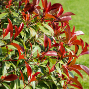 Photinia x fraseri 'Red Robin' 2L (60cm) -